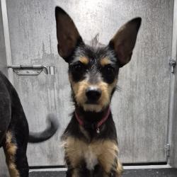 Shelter Stray Male Dog last seen Near BLOCK ROYAL RIDGE, 4710 TX-151, San Antonio, TX 78227, USA