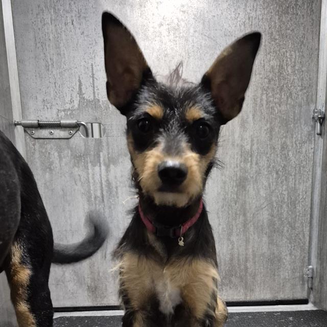 Shelter Stray Male Dog last seen Near BLOCK ROYAL RIDGE, 4710 TX-151, San Antonio, TX 78227, USA