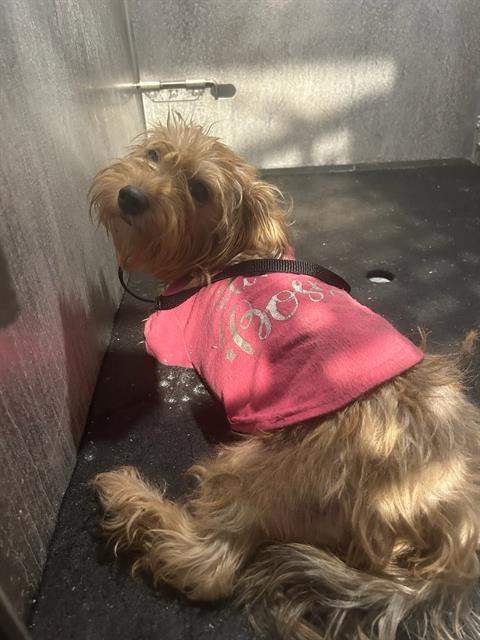 Shelter Stray Female Dog last seen Near BLOCK WATERS EDGE DR, 4710 TX-151, San Antonio, TX 78227, USA
