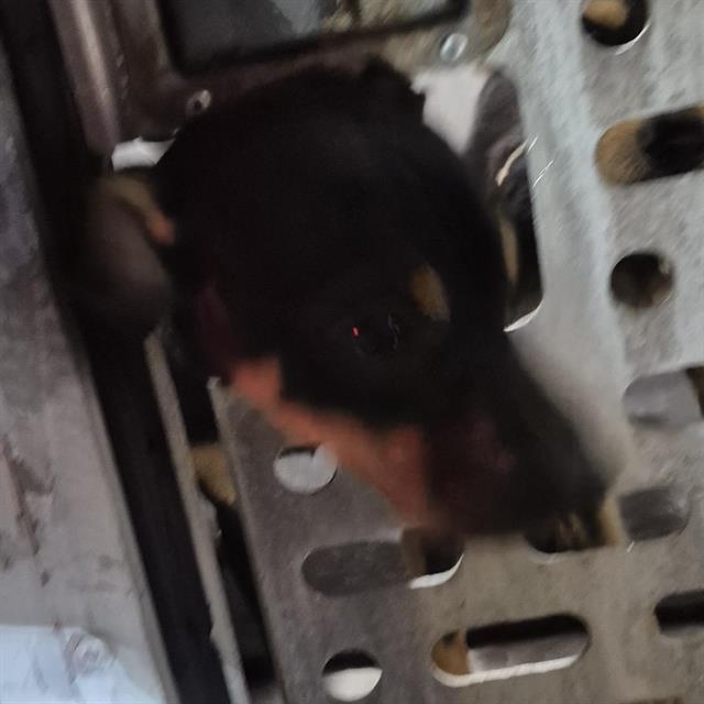 Shelter Stray Male Dog last seen Near BLOCK ROYAL RIDGE, 4710 TX-151, San Antonio, TX 78227, USA