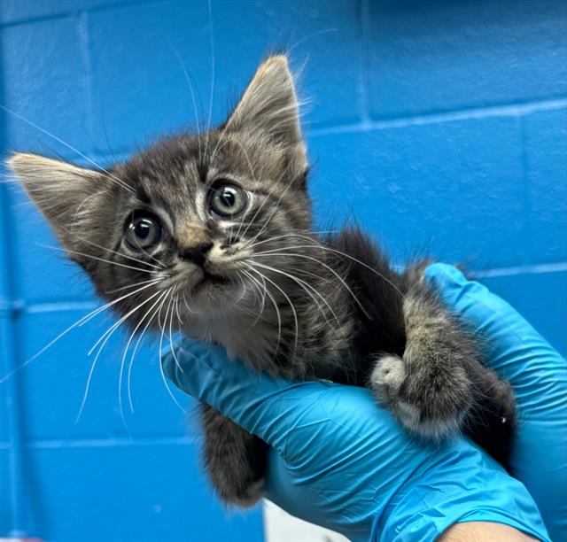 Shelter Stray Male Cat last seen Near BLOCK PLEASANTON RD, 4710 TX-151, San Antonio, TX 78227, USA