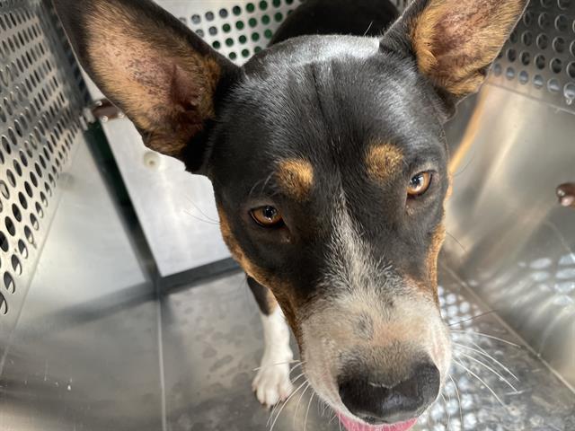 Shelter Stray Female Dog last seen , 4000 N Silverbell Rd, Tucson, AZ 85745, USA