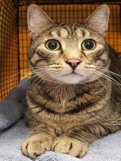 Shelter Stray Male Cat last seen , 4000 N Silverbell Rd, Tucson, AZ 85745, USA