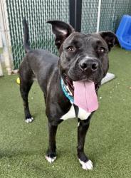 Shelter Stray Female Dog last seen PRINCE DR, 10521 Baur Blvd, Olivette, MO 63132, USA