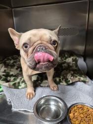 Shelter Stray Female Dog last seen HAZELWOOD POLICE, 10521 Baur Blvd, Olivette, MO 63132, USA