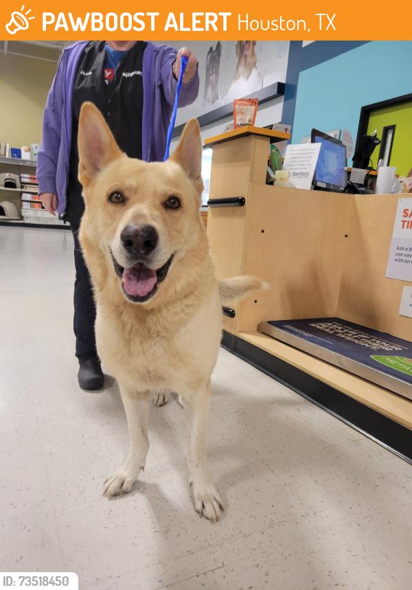 Found/Stray Male Dog last seen PetSmart Willowbrook; 1960 and 249, Houston, TX 77064
