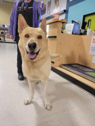 Found/Stray Male Dog last seen PetSmart Willowbrook; 1960 and 249, Houston, TX 77064