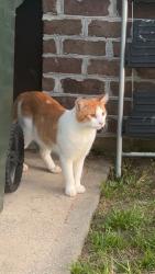 Reunited Male Cat last seen Socastee, SC, USA, Socastee, SC 29588