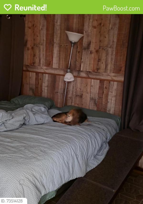 Reunited Female Dog last seen Steve 648 and 696, Alton, VA 24520