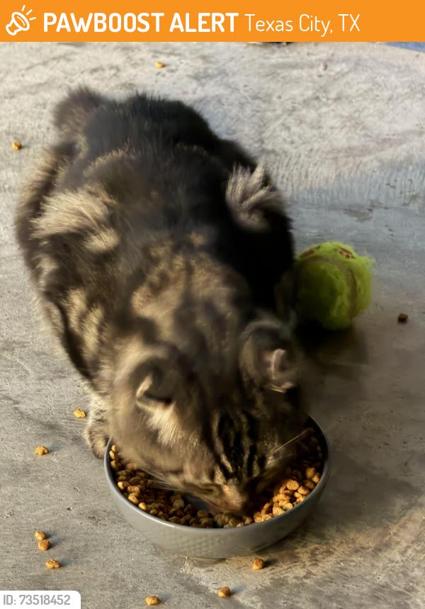 Found/Stray Unknown Cat last seen College of the Mainland, Texas City, TX 77590