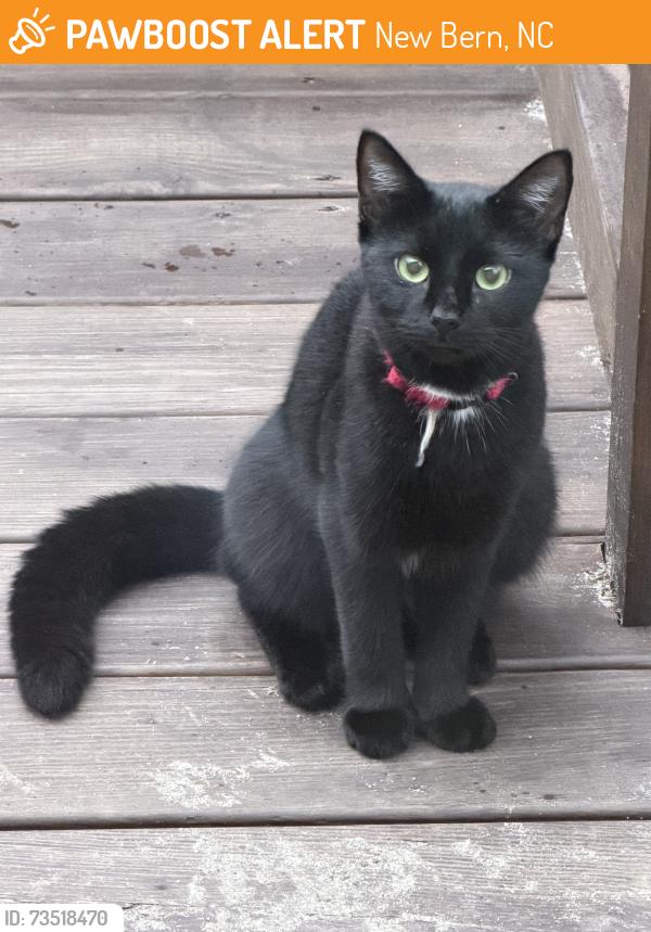 Found/Stray Unknown Cat last seen Food Lion in bridgeton, New Bern, NC 28560