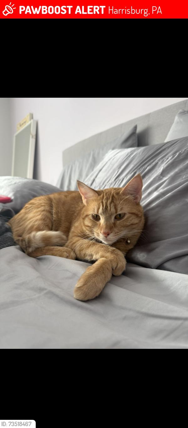 Lost Female Cat last seen Fairmont Drive, Harrisburg, PA 17112
