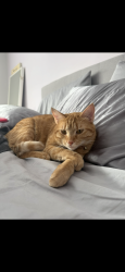 Lost Female Cat last seen Fairmont Drive, Harrisburg, PA 17112