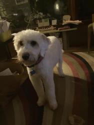 Reunited Male Dog last seen Quick road and state road, Cuyahoga Falls, OH 44264