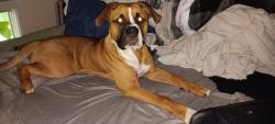Lost Male Dog last seen Kennebunk animal shelter, Kennebunkport, ME 04046