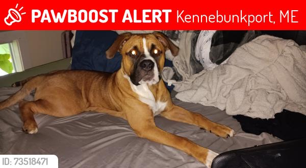 Lost Male Dog last seen Kennebunk animal shelter, Kennebunkport, ME 04046
