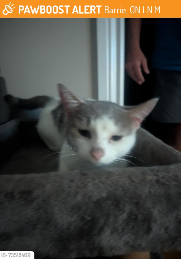 Found/Stray Female Cat last seen Mapleton and Essa Road, Barrie, ON L4N 7M3
