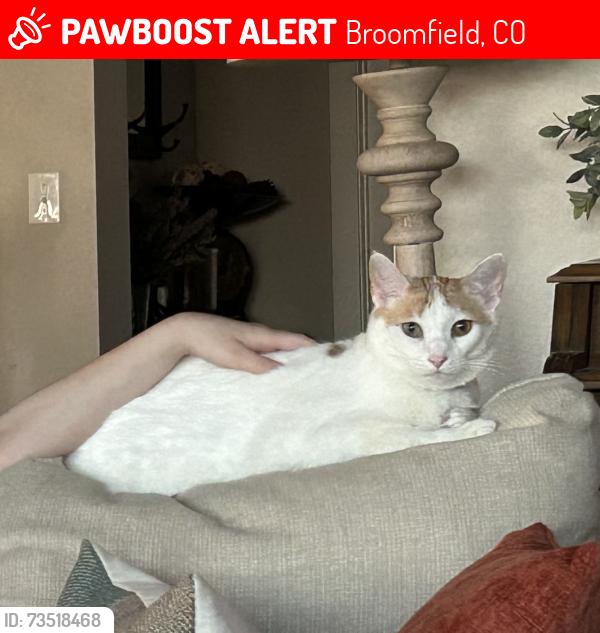Lost Male Cat last seen Quail Creek Park, Broomfield, CO 80020