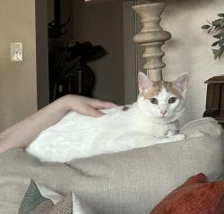 Lost Male Cat last seen Quail Creek Park, Broomfield, CO 80020