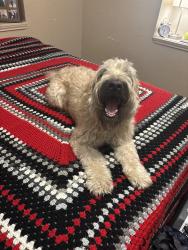 Reunited Male Dog last seen Cassowary, Conroe, TX 77385