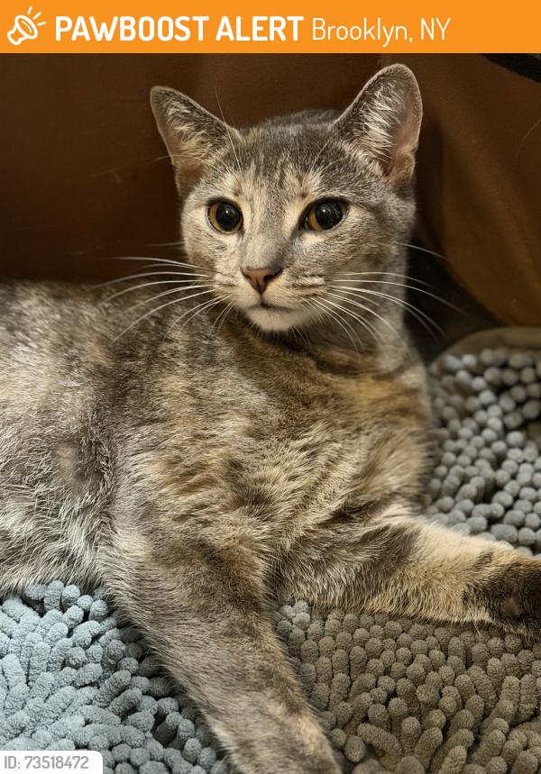 Found/Stray Female Cat last seen Etna & Hemlock St, Brooklyn, NY 11208