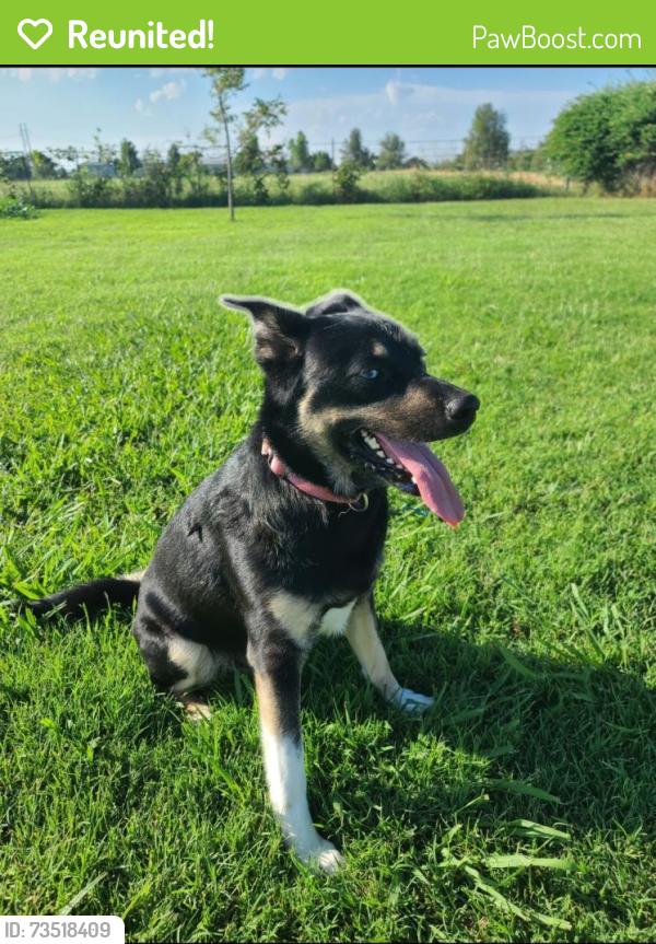 Reunited Female Dog last seen McClure Park, Tulsa, OK 74112