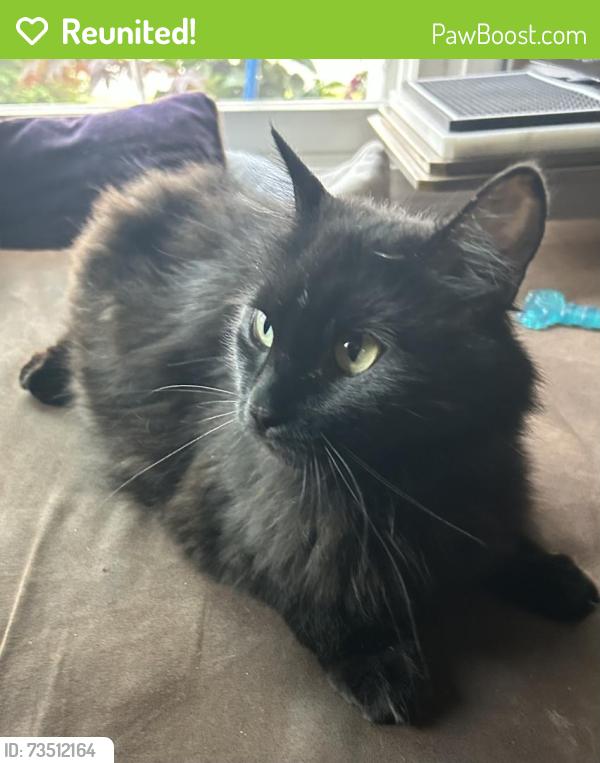 Reunited Female Cat last seen 96th and Village Way, Indianapolis, IN 46256