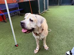 Shelter Stray Female Dog last seen Near Laconia Avenue, BRONX, NY, 10466, 326 E 110th St, New York, NY 10029, USA