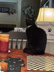 Lost Male Cat last seen North Forty area, Troy, NY 12180