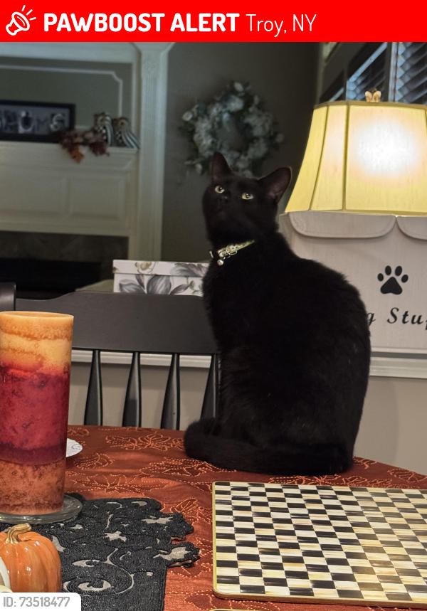 Lost Male Cat last seen North Forty area, Troy, NY 12180