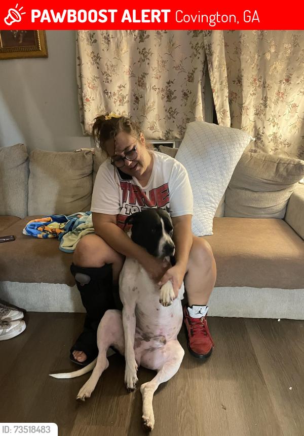 Lost Male Dog last seen White birch dr, Covington, GA 30016