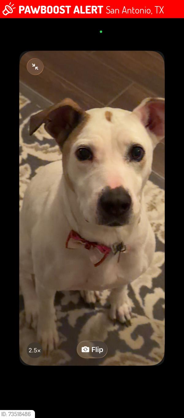 Lost Female Dog last seen Omicron dr, San Antonio, TX 78245