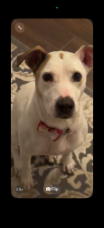 Lost Female Dog last seen Omicron dr, San Antonio, TX 78245