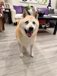 Found/Stray Male Dog last seen Manuel Barreiro Elementary School, Miami, FL 33193