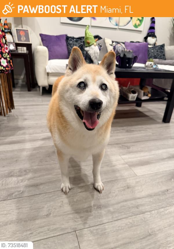 Found/Stray Male Dog last seen Manuel Barreiro Elementary School, Miami, FL 33193