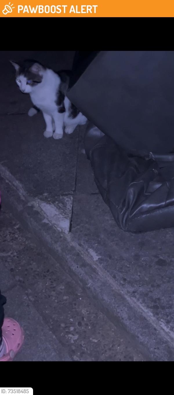 Found/Stray Male Cat last seen Birmingham, West Midlands, England 