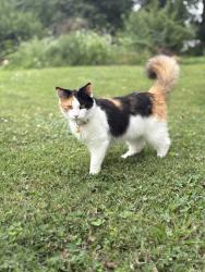 Lost Female Cat last seen Stevenson, snodgrass, heights, Taylorville, IL 62568