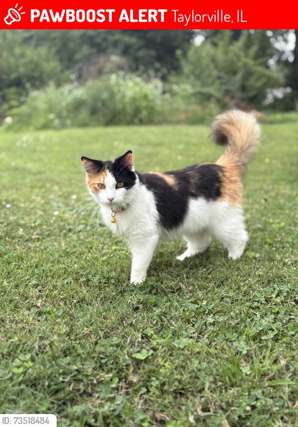 Lost Female Cat last seen Stevenson, snodgrass, heights, Taylorville, IL 62568