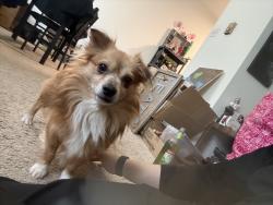 Lost Male Dog last seen Rosedale Ave Reading PA 19605, by the Muhlenberg trail, Laureldale, PA 19605