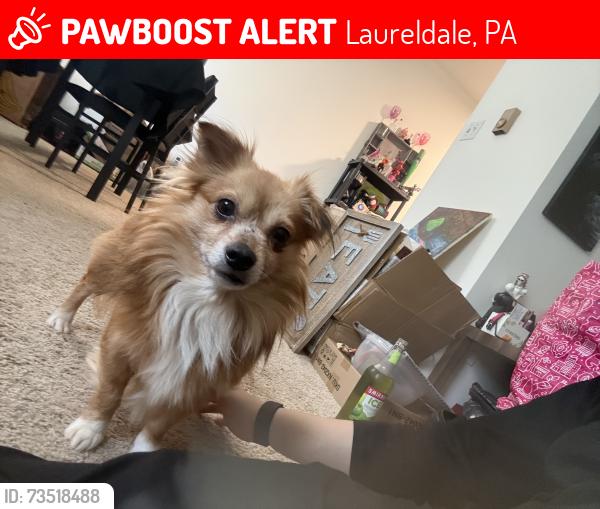 Lost Male Dog last seen Rosedale Ave Reading PA 19605, by the Muhlenberg trail, Laureldale, PA 19605