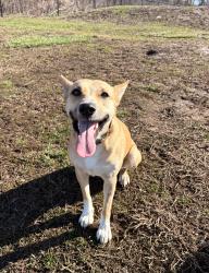 Reunited Female Dog last seen Crimmins and Dickinson, Darien, CT 06820