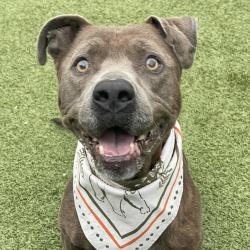 Shelter Stray Male Dog last seen , 244 Georgetown Rd, Jacksonville, NC 28540, USA