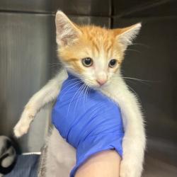 Shelter Stray Unknown Cat last seen , 980 Guilford College Rd, Greensboro, NC 27409, USA
