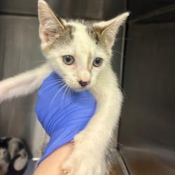Shelter Stray Unknown Cat last seen , 980 Guilford College Rd, Greensboro, NC 27409, USA