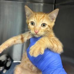 Shelter Stray Unknown Cat last seen , 980 Guilford College Rd, Greensboro, NC 27409, USA