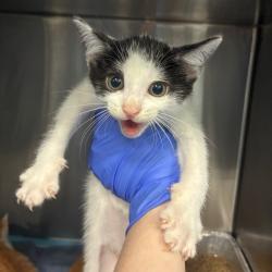 Shelter Stray Unknown Cat last seen , 980 Guilford College Rd, Greensboro, NC 27409, USA