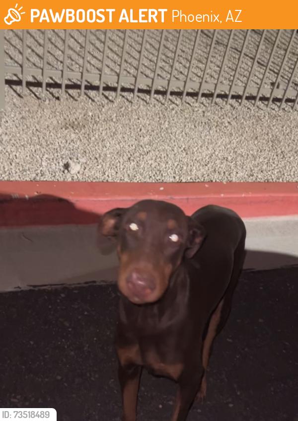 Found/Stray Female Dog last seen Near n 91st phoenix, AZ 85037, Phoenix, AZ 85037