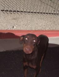 Found/Stray Female Dog last seen Near n 91st phoenix, AZ 85037, Phoenix, AZ 85037