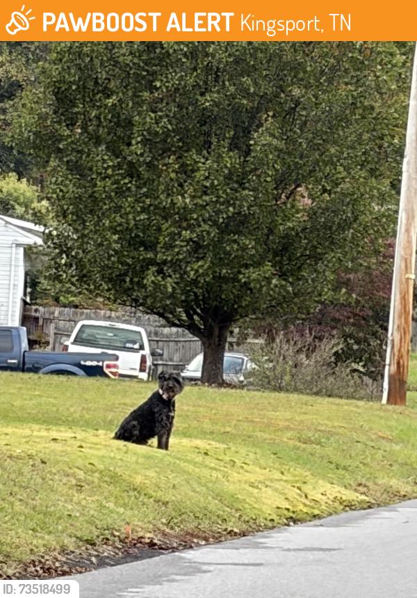 Found/Stray Unknown Dog last seen Off bloomingdale on wonderland drive, Kingsport, TN 37660