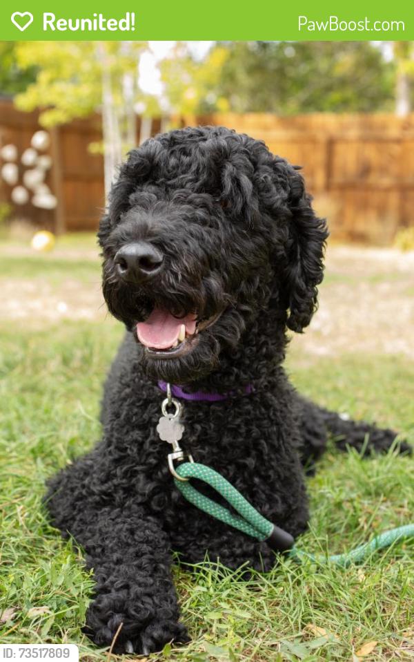 Reunited Male Dog last seen W 17th Ave & Utica St, Denver, CO 80204